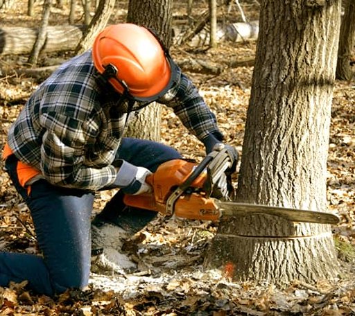 Tree Removal in Vale, SD